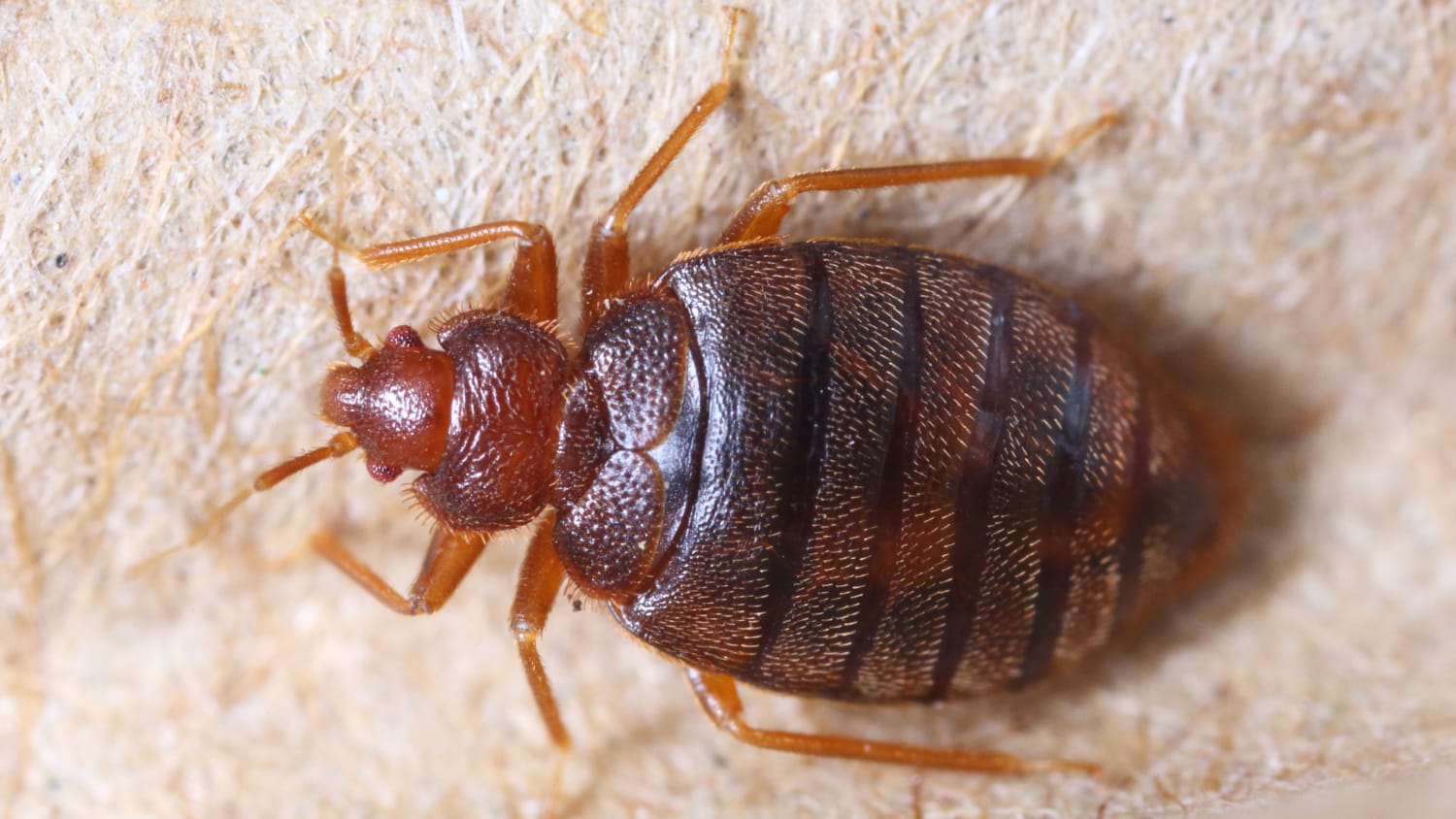 Closeup of a bedbug