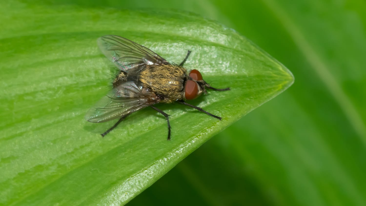 Cluster fly on a green leaf