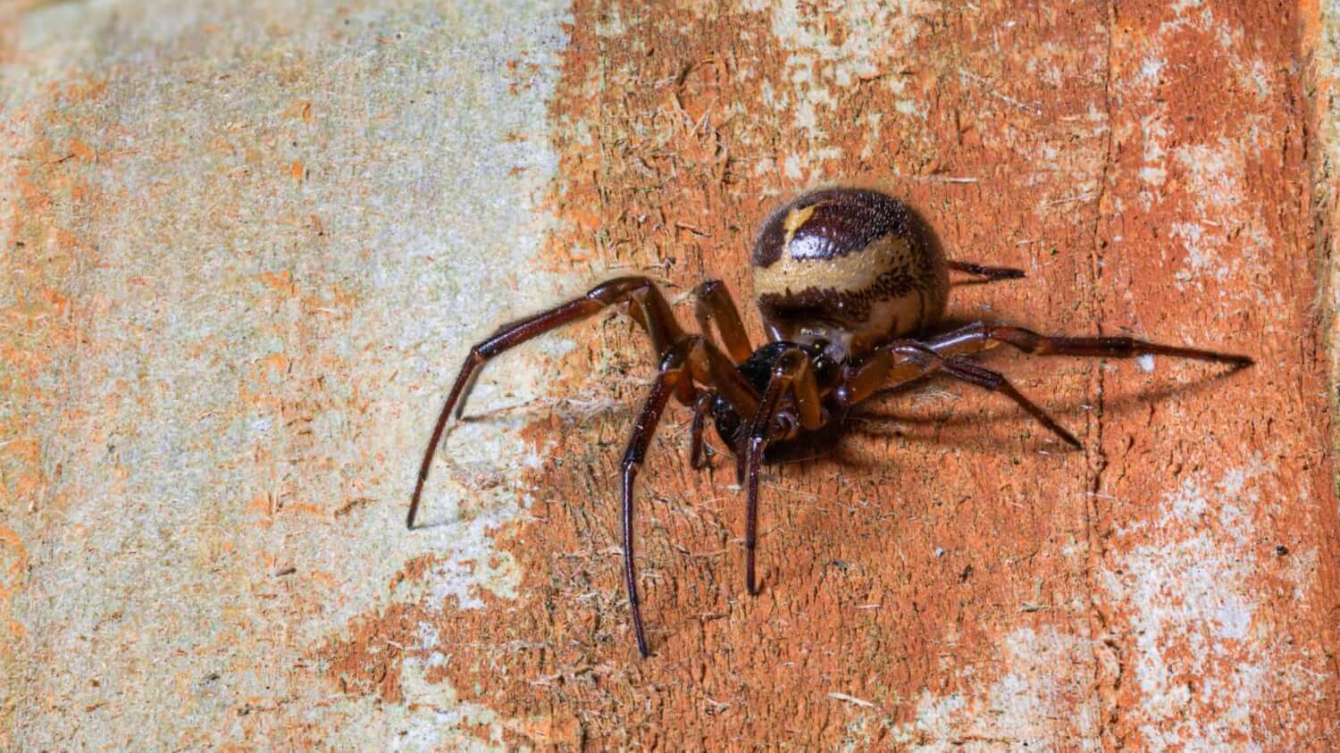 A false black widow spider