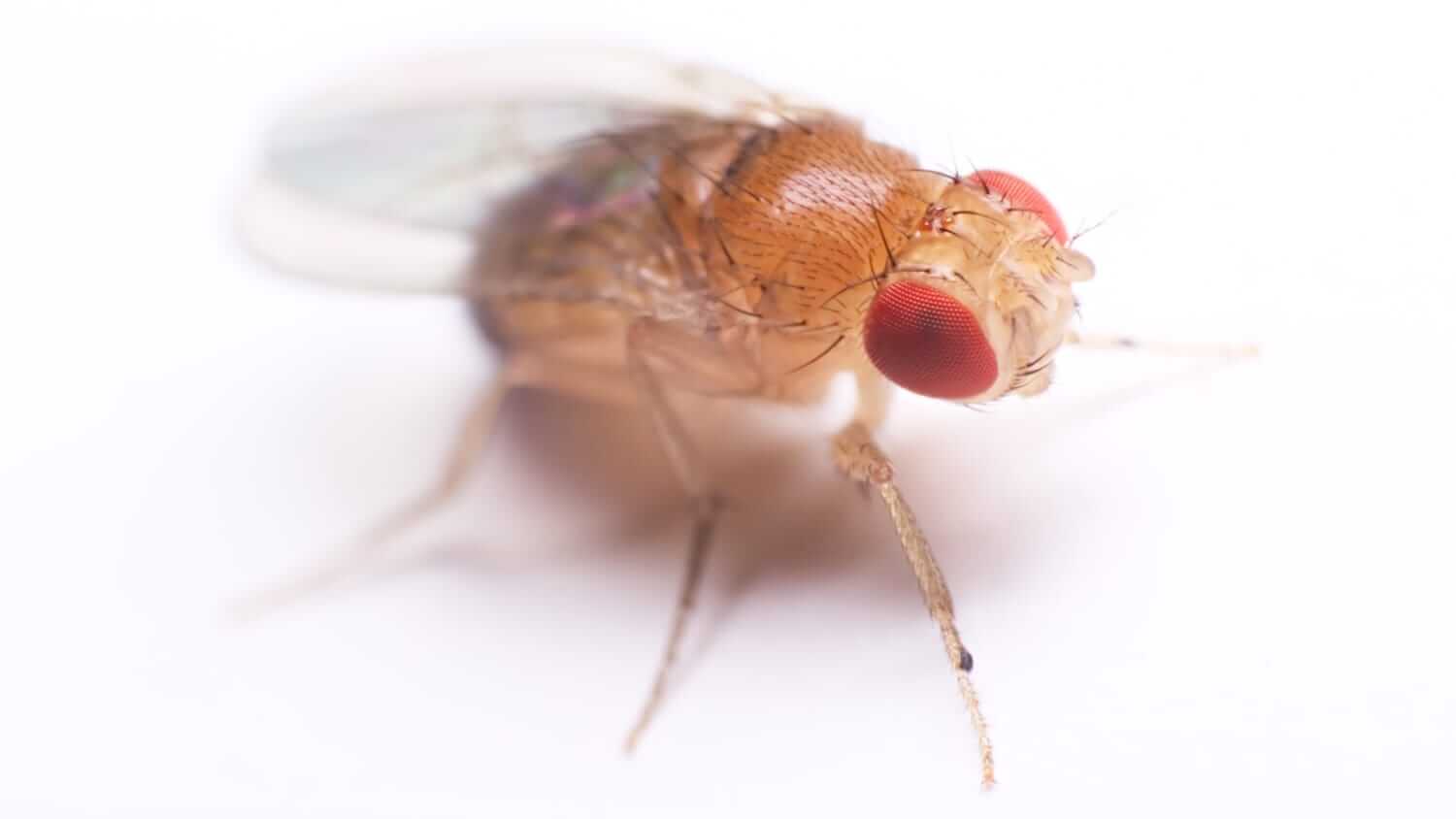 Closeup of a fruit fly