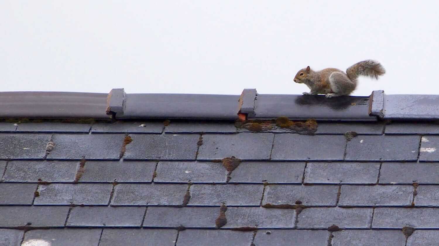 Squirrel running along a rooftop