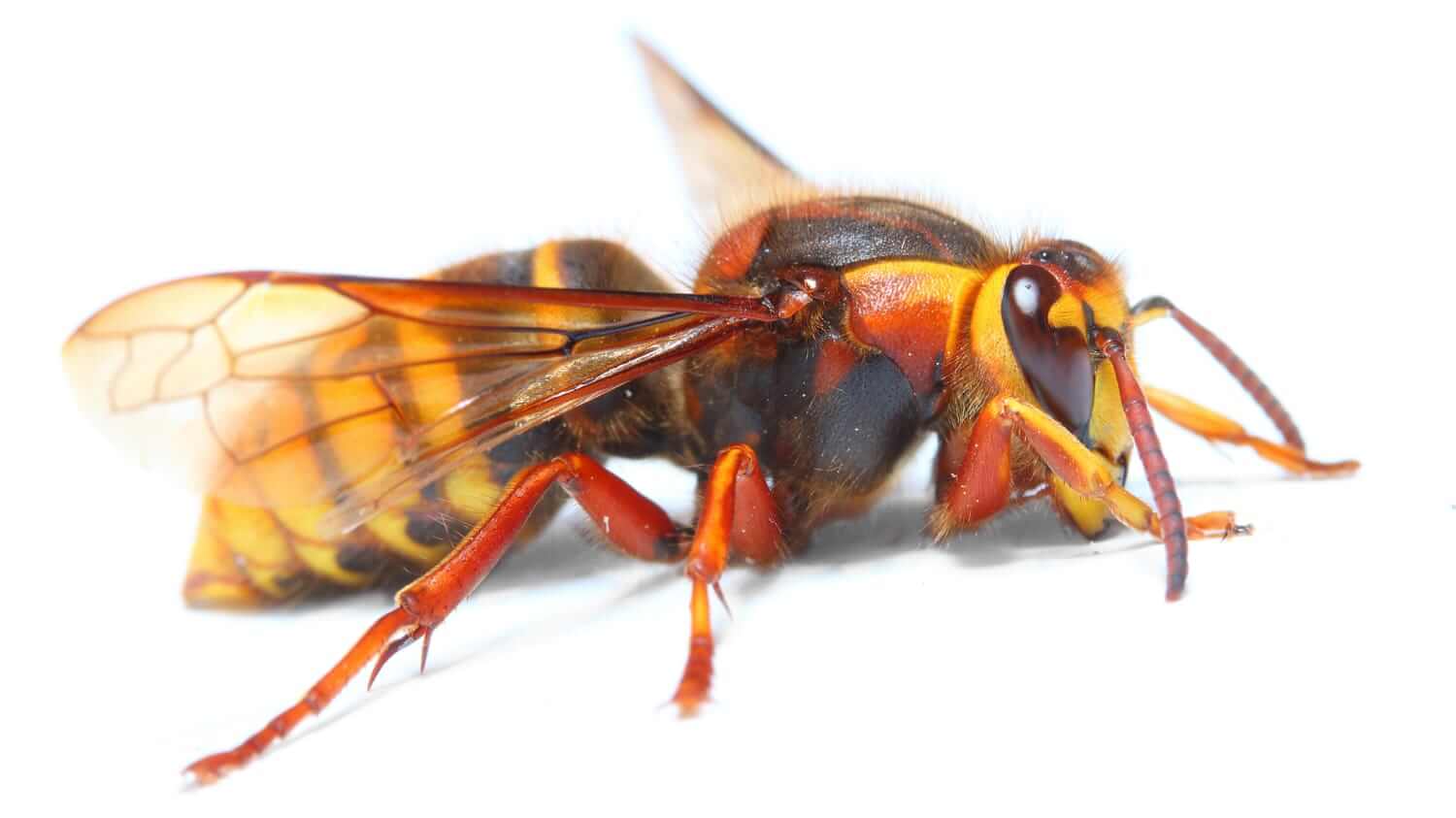 Closeup of a european hornet