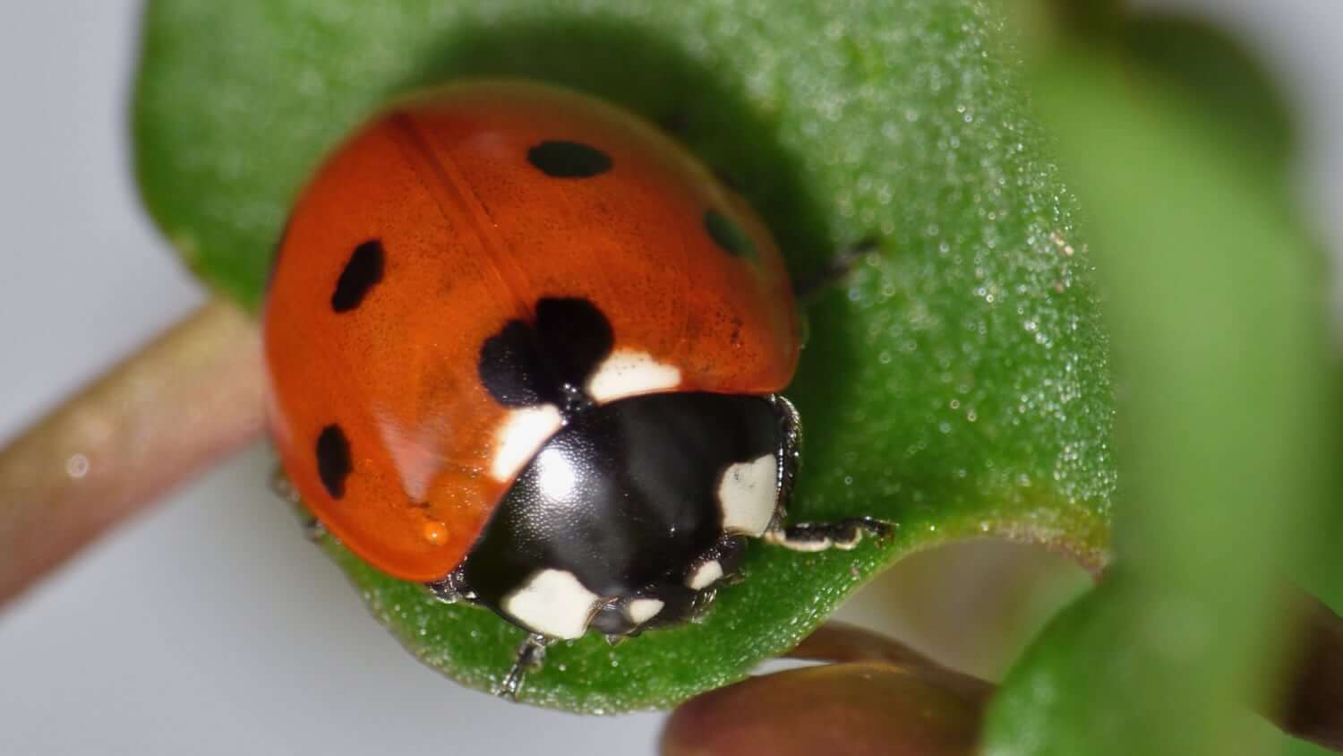 Closeup of a ladybird