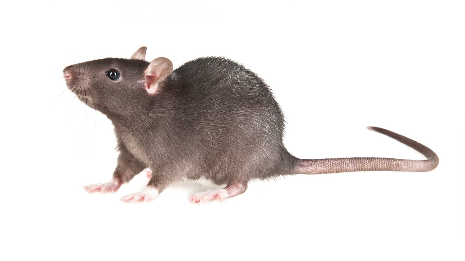 A brown rat