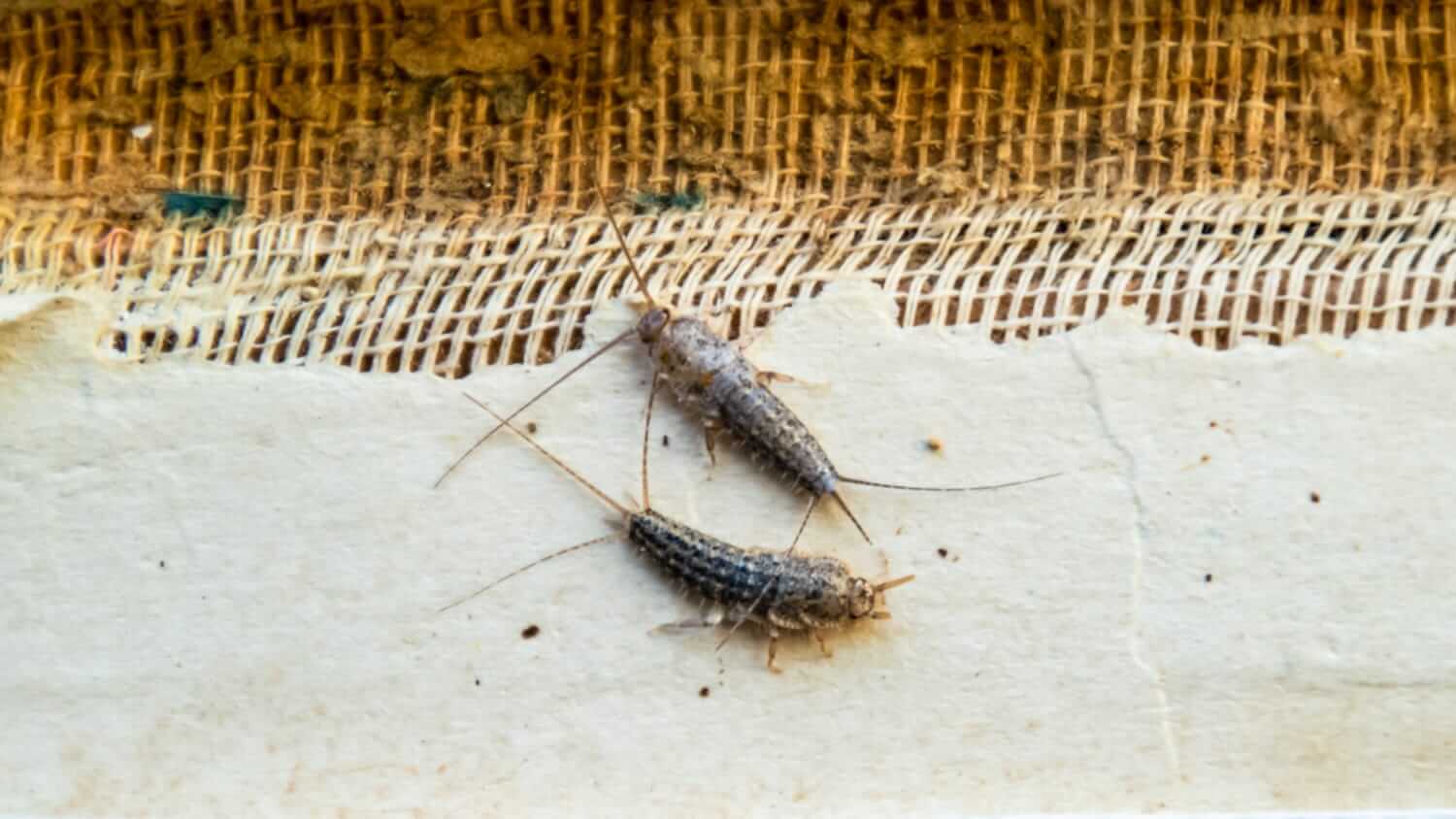 Two silverfish on am old piece of paper