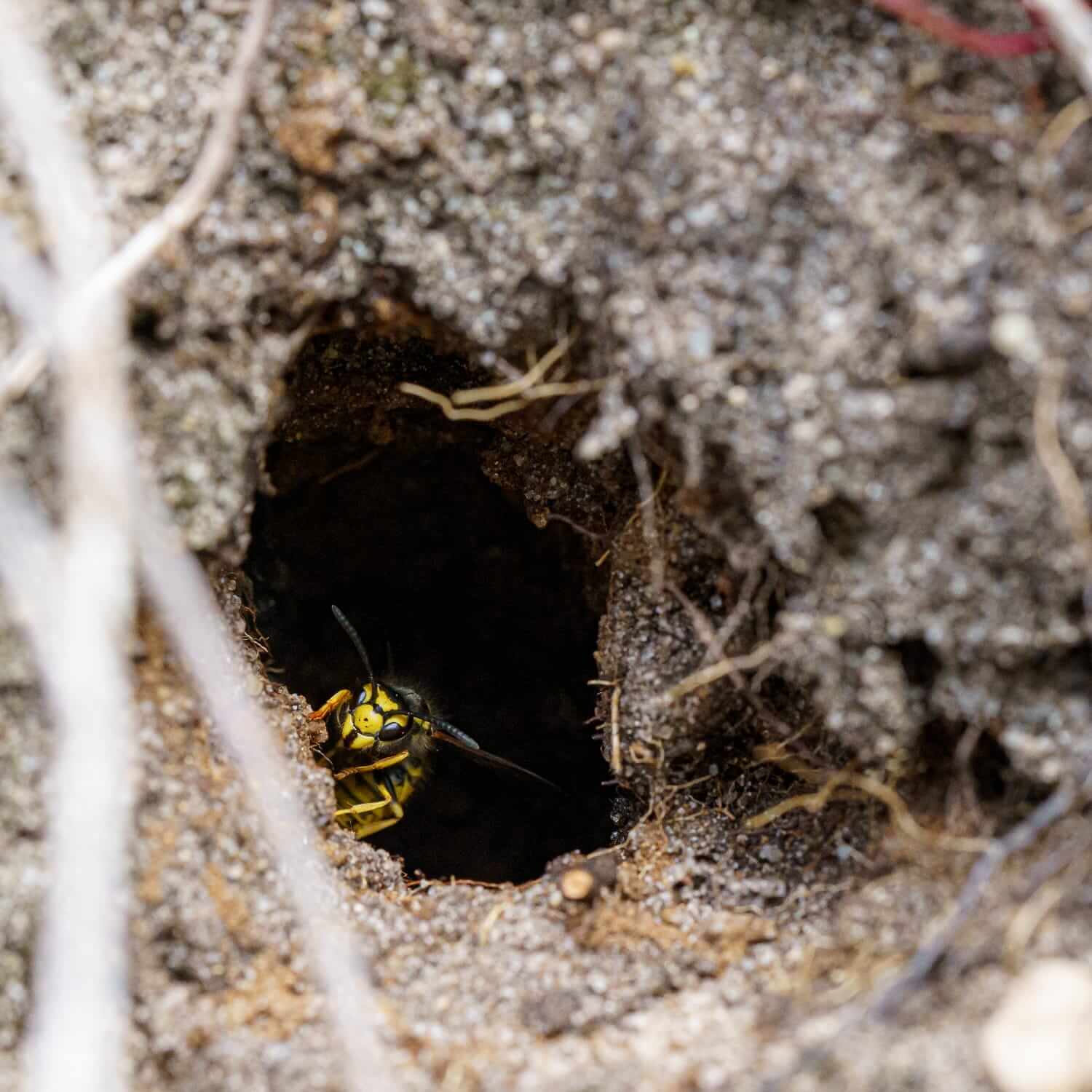 Wasp emerging from an underground nest.