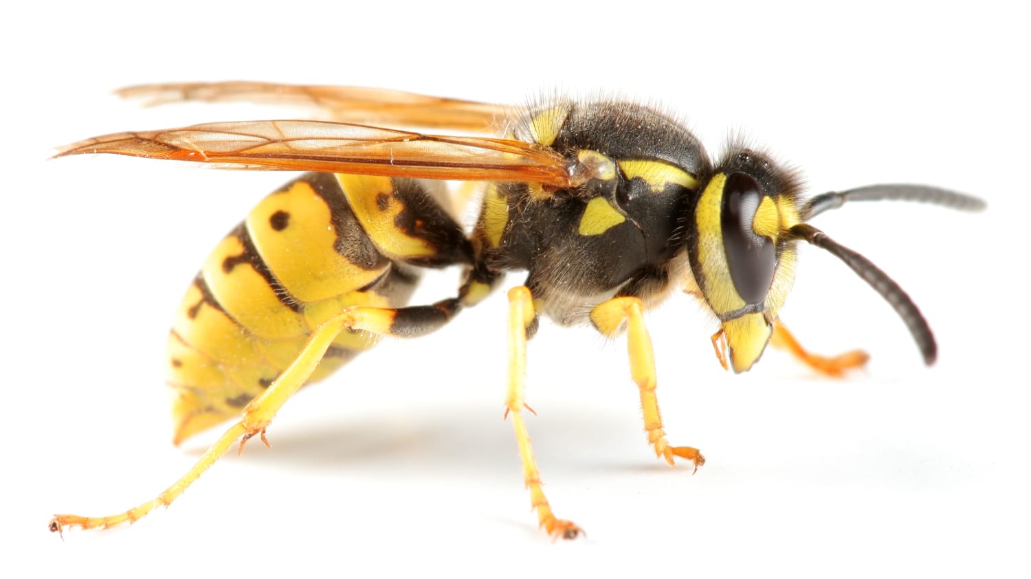 Closeup of a wasp